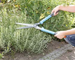 Lavendel-Schnitt