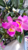 Orchideen_2015_0368