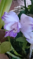 Orchideen_2015_0387