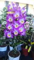 Orchideen_2015_0389